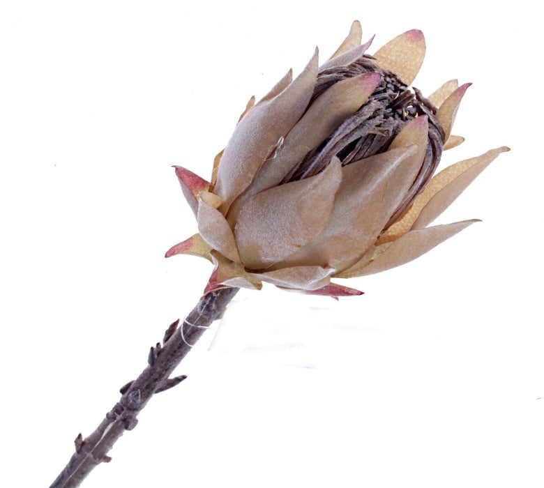 Single Protea Cynaroides -  Dusty Taupe (51cm long)