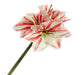 Single Amaryllis - Red/Green (40cm long)