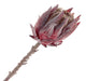 Single Protea Cynaroides -  Dusty Burgundy (51cm long)